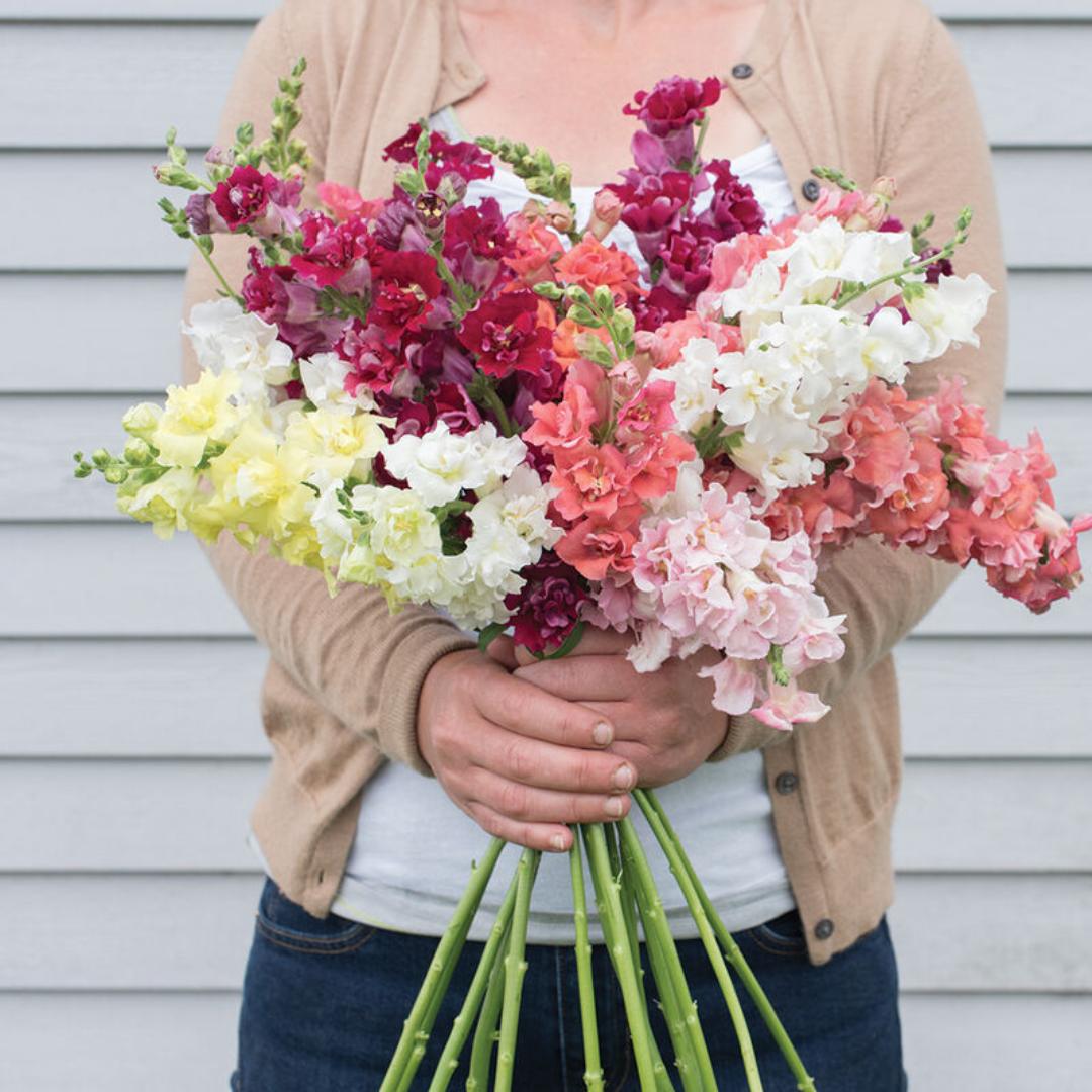 Snapdragon Seeds - Madame Butterfly MIx
