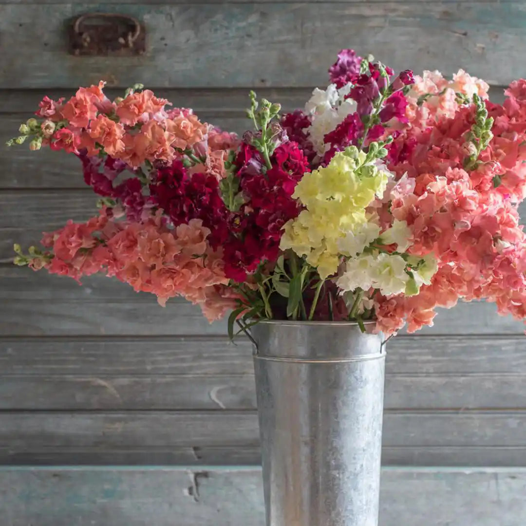 Snapdragon Seeds - Madame Butterfly MIx
