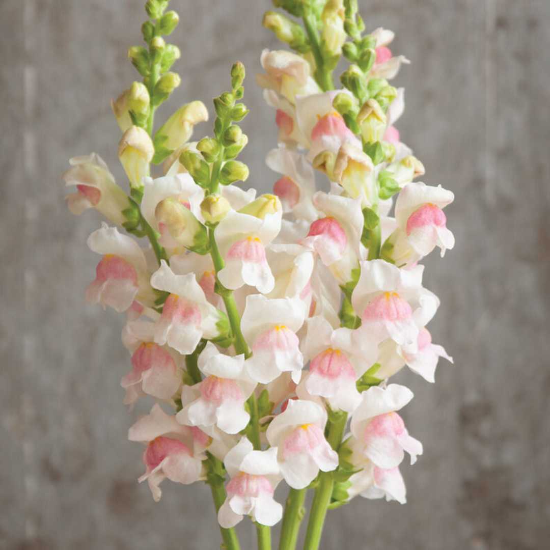 Snapdragons Flower Seeds - Potomac Appleblossom – Circle Farms