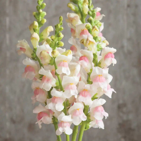 Snapdragon Seeds - Potomac Appleblossom