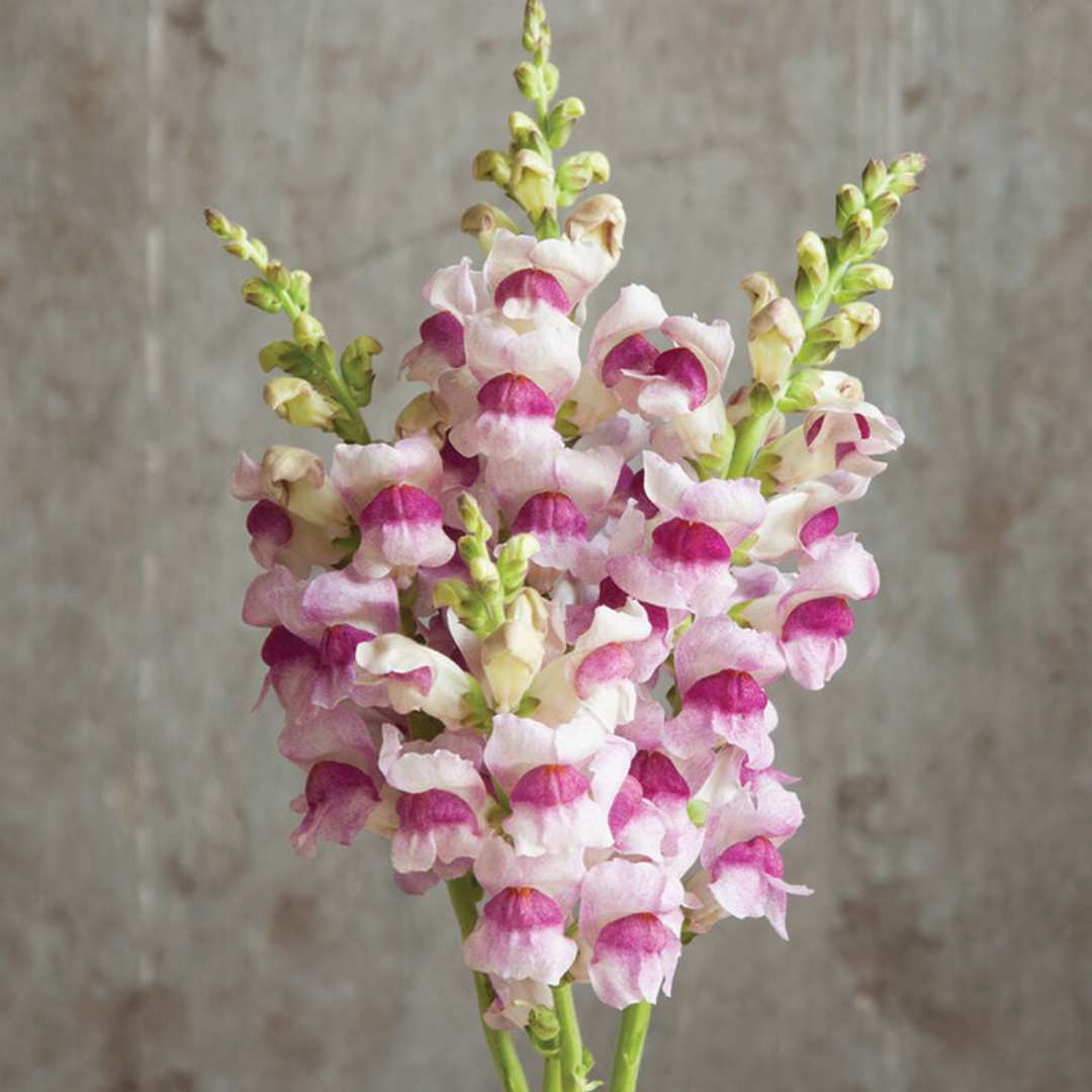 Snapdragon Seeds - Potomac Plumblossom