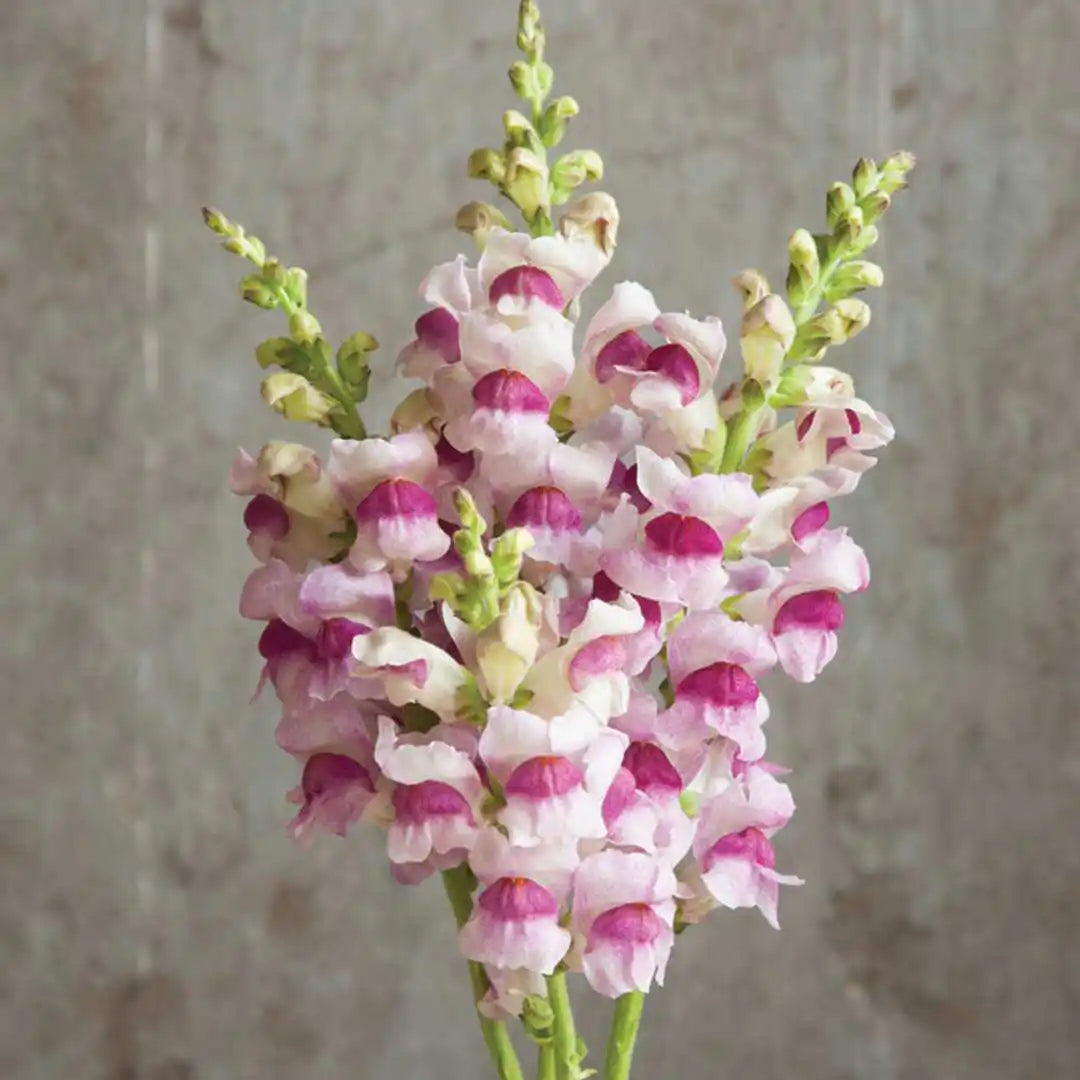 Snapdragon Seeds - Potomac Plumblossom