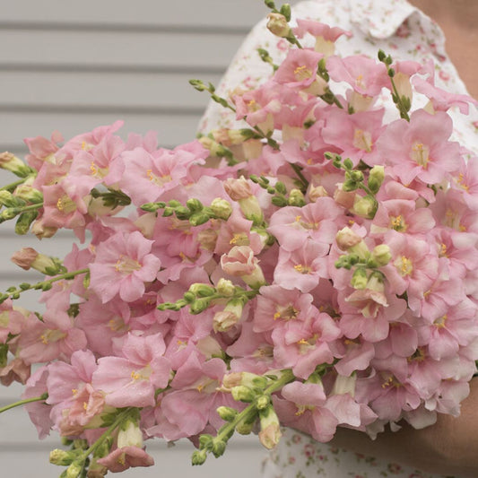 Snapdragon Seeds - Chantilly Light Pink