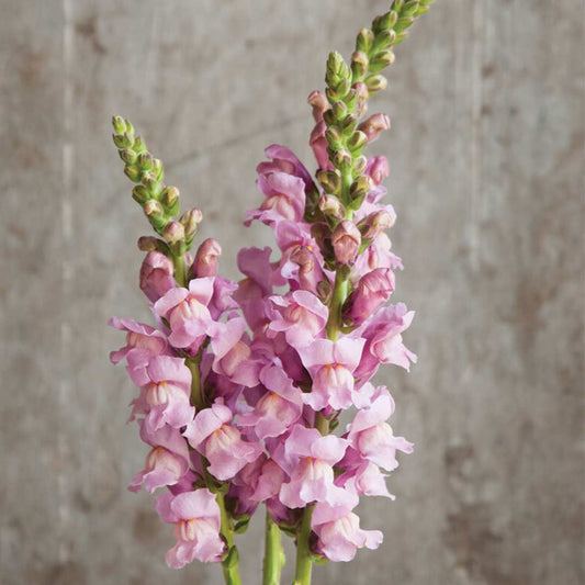 Snapdragon Seeds - Potomac Lavender