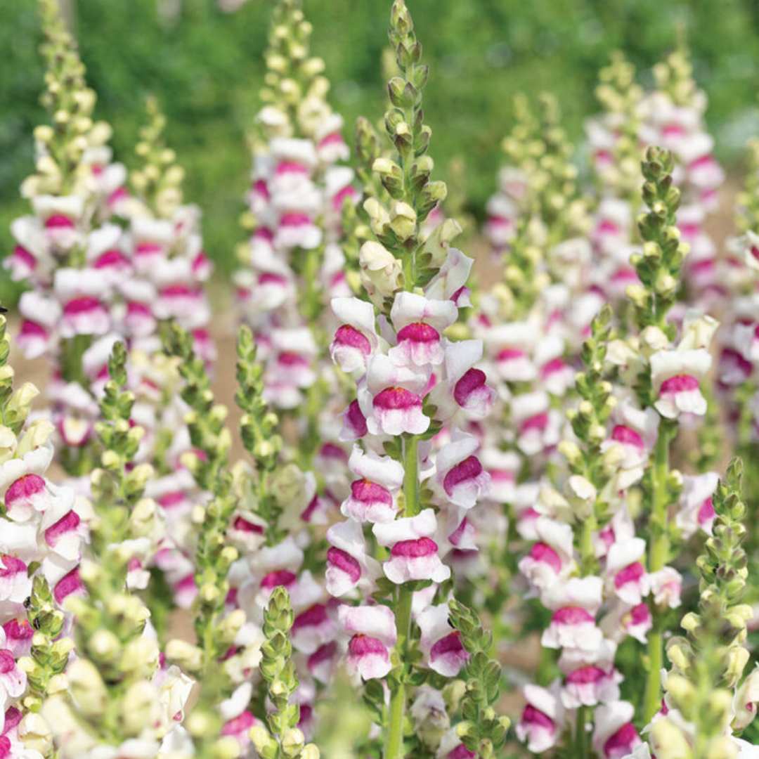 Snapdragon Seeds - Potomac Plumblossom