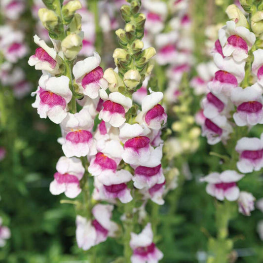 Snapdragon Seeds - Potomac Plumblossom
