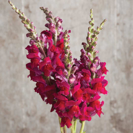 Snapdragon Seeds - Potomac Red