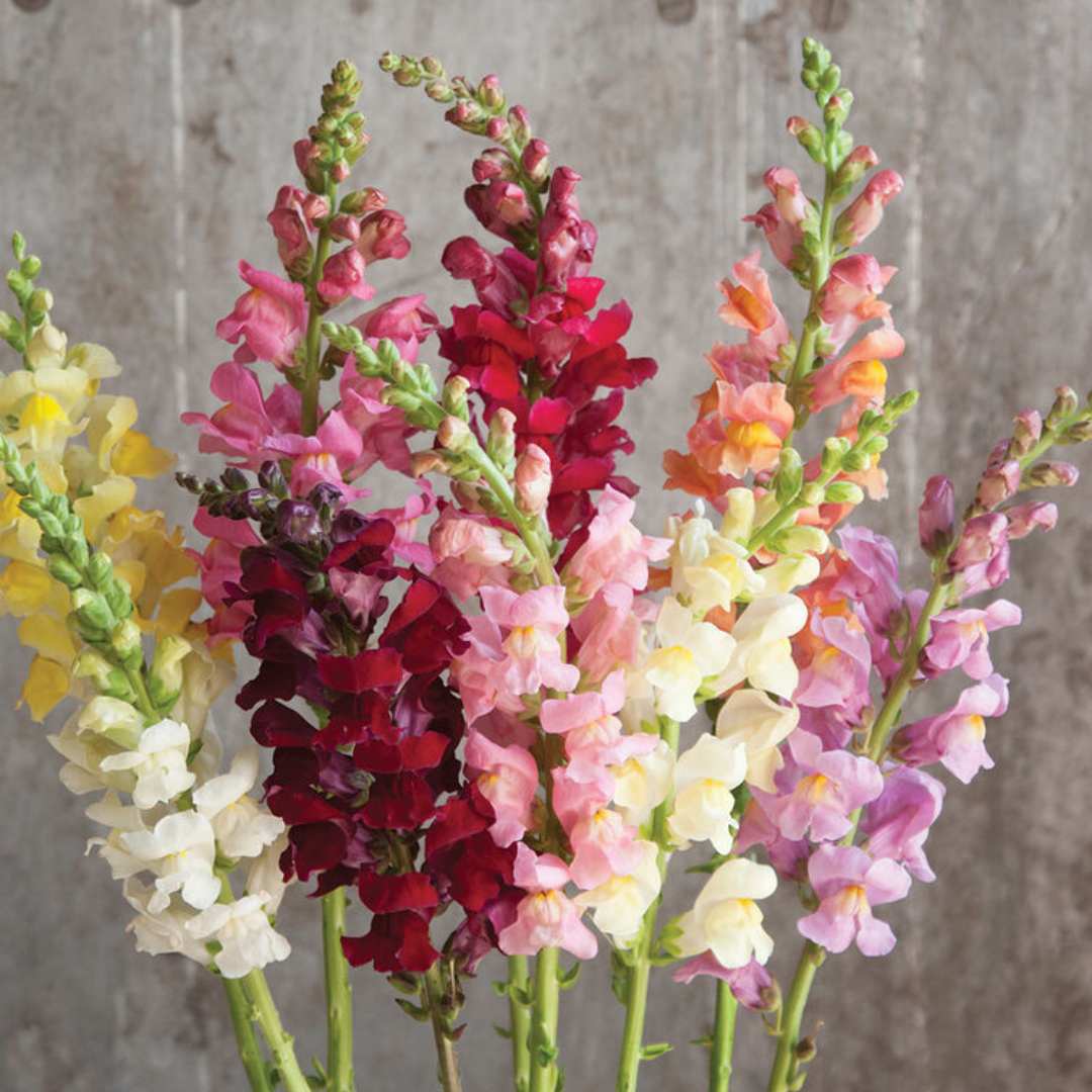 Snapdragon Seeds - Rocket Mix