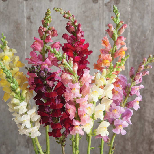 Snapdragon Seeds - Rocket Mix