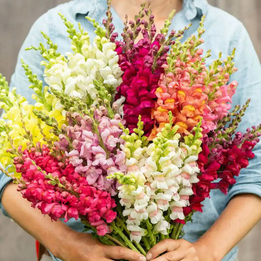 Snapdragon Seeds - Potomac Mix
