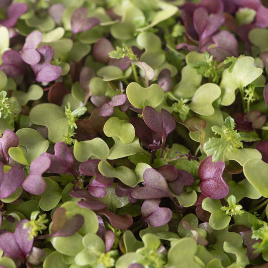 Micro Greens - Spicy Mix Organic