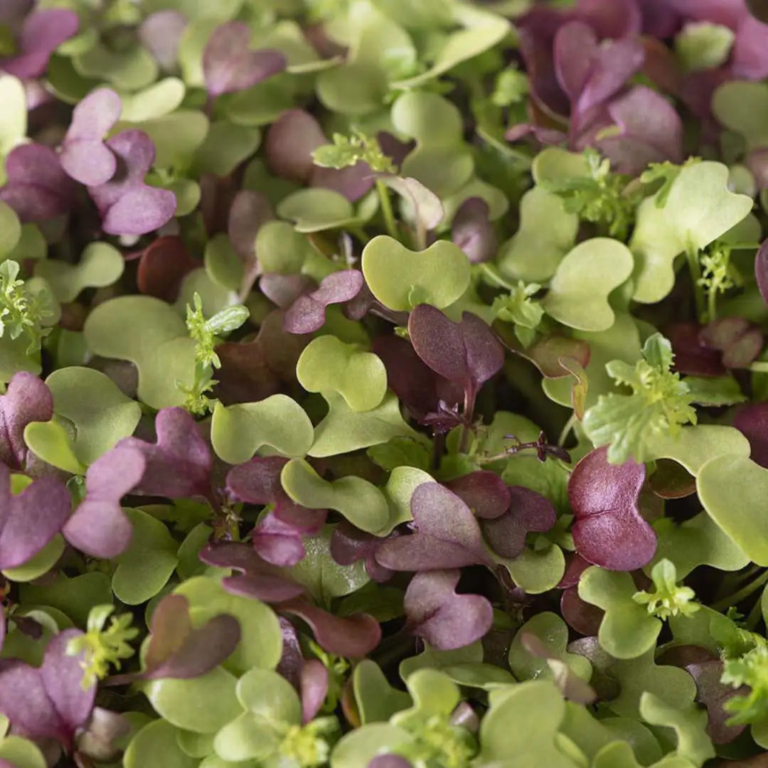 Micro Greens - Spicy Mix Organic