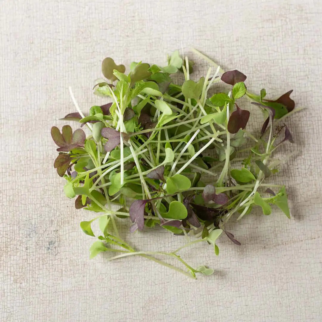Micro Greens - Spicy Mix Organic