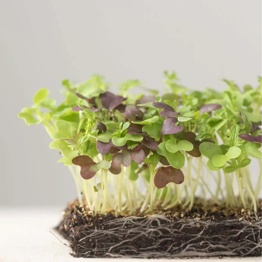 Micro Greens - Spicy Mix Organic