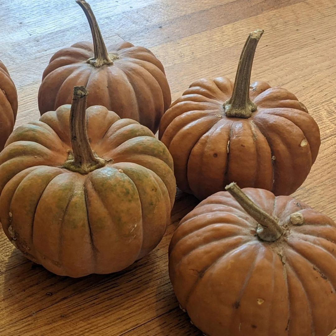 Squash - Black Fatsu (Pumpkin Look)