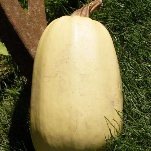 Squash Seeds - Spagetti Tivoli (Bush)