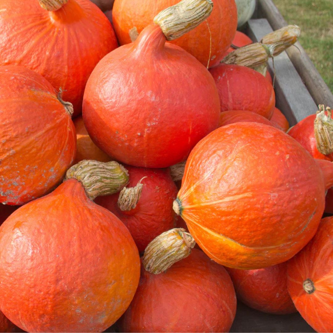 Squash Seeds - Uchiki Red Kuri (Organic)