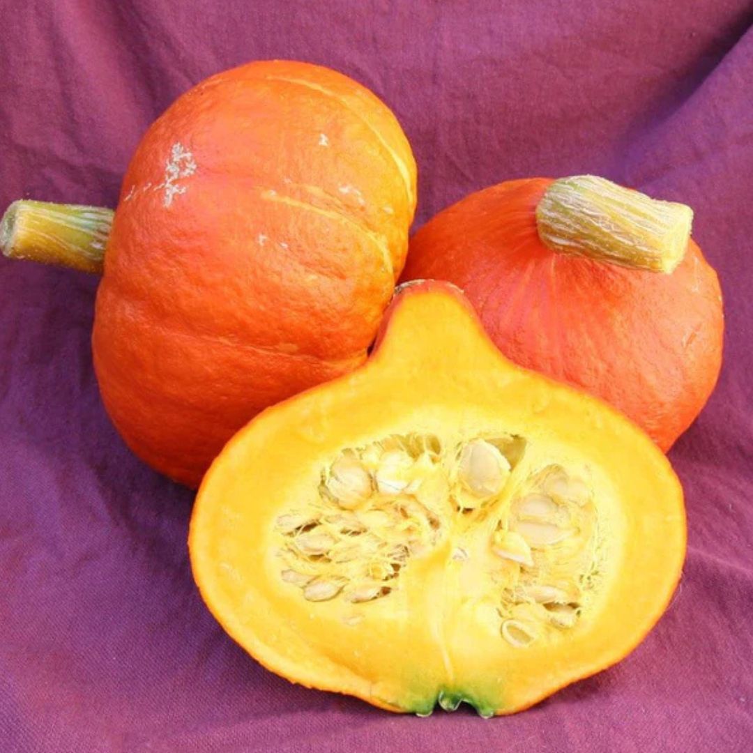 Squash Seeds - Uchiki Red Kuri (Organic)