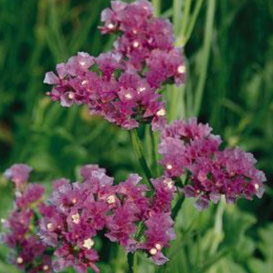 Statice Seeds - QIS Lavender