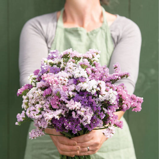 Statice Seeds - Pastel Shades