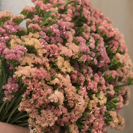 Statice Seeds - Hipster Apricot