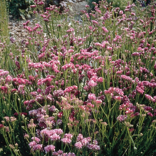 Statice Seeds - QIS Deep Rose