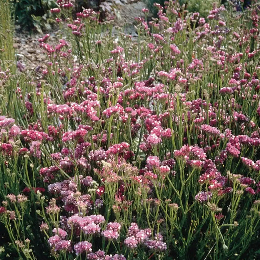 Statice Seeds - QIS Deep Rose