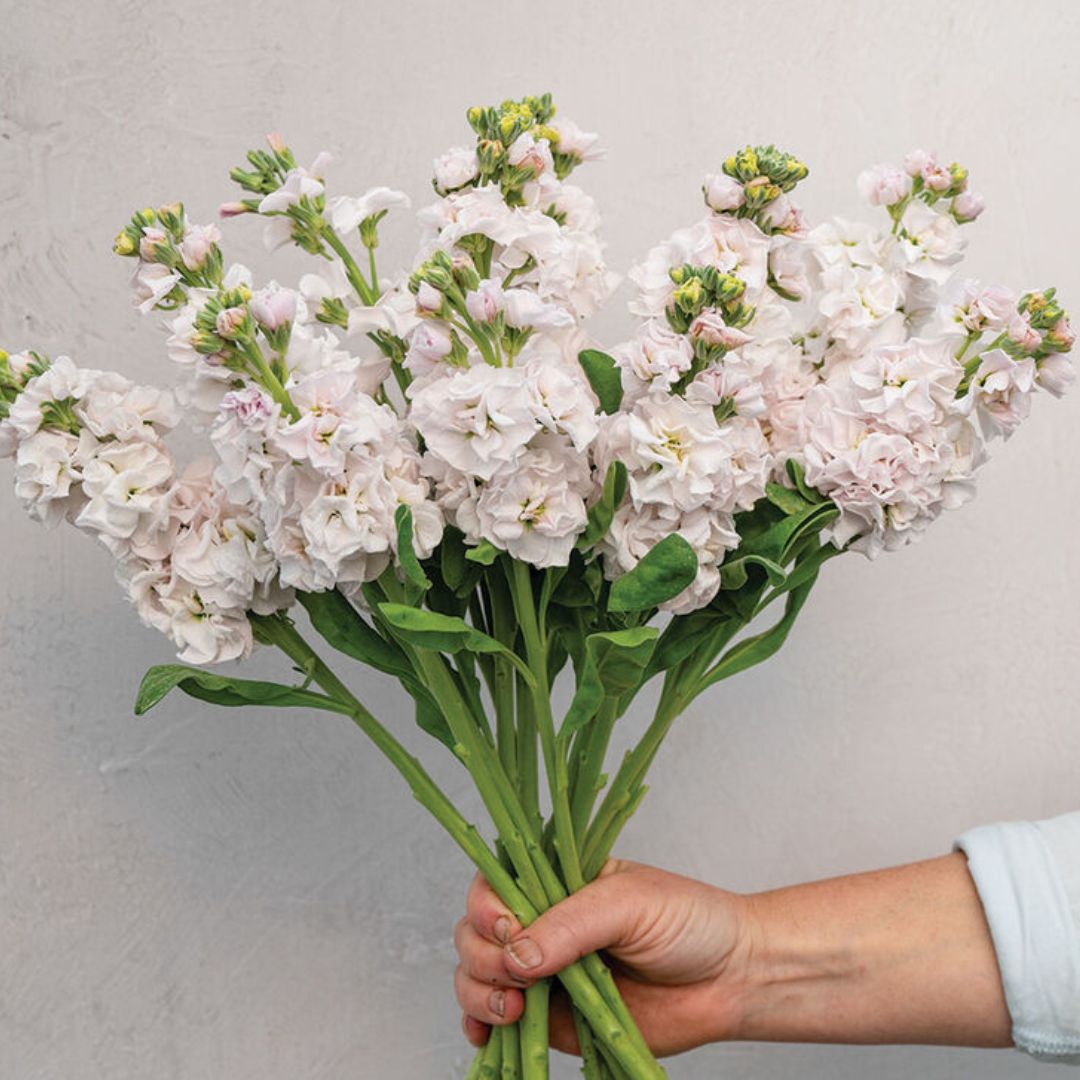 Stock Seeds - Stox Silver