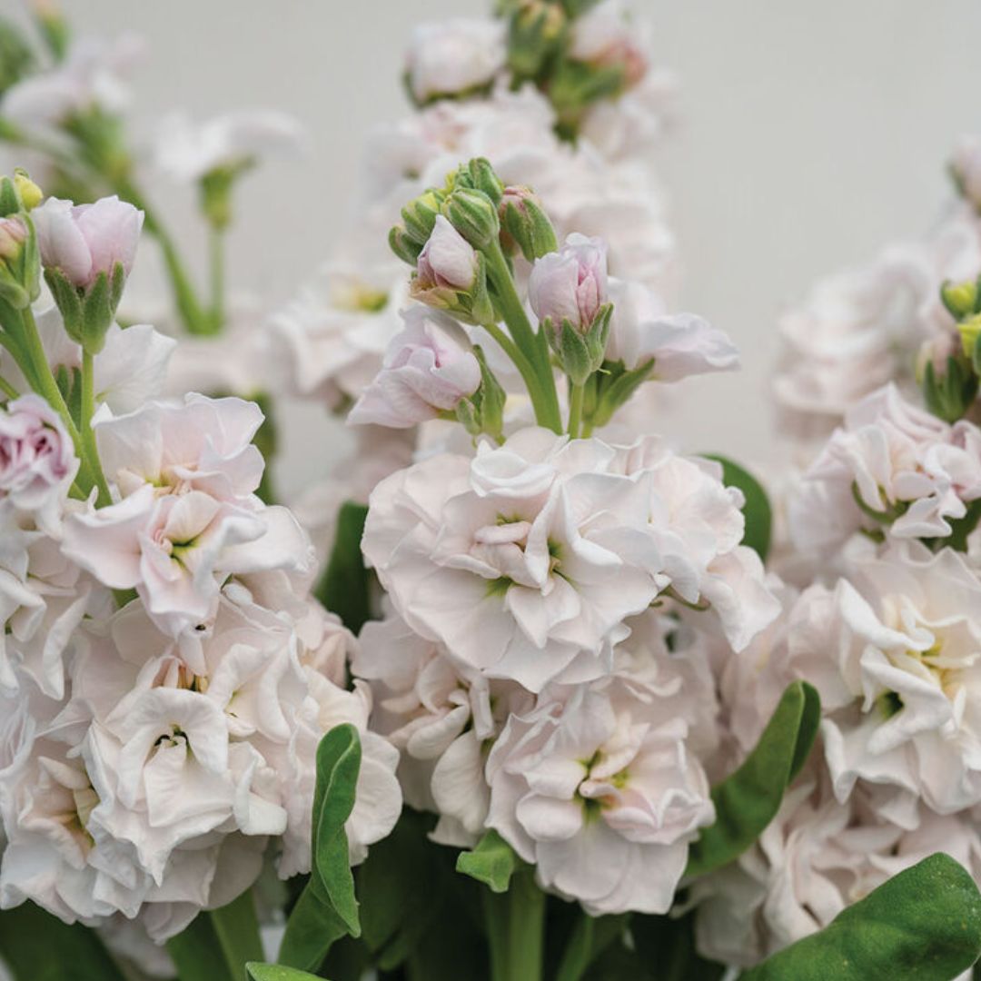 Stock Seeds - Stox Silver