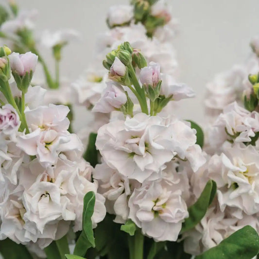Stock Seeds - Stox Silver