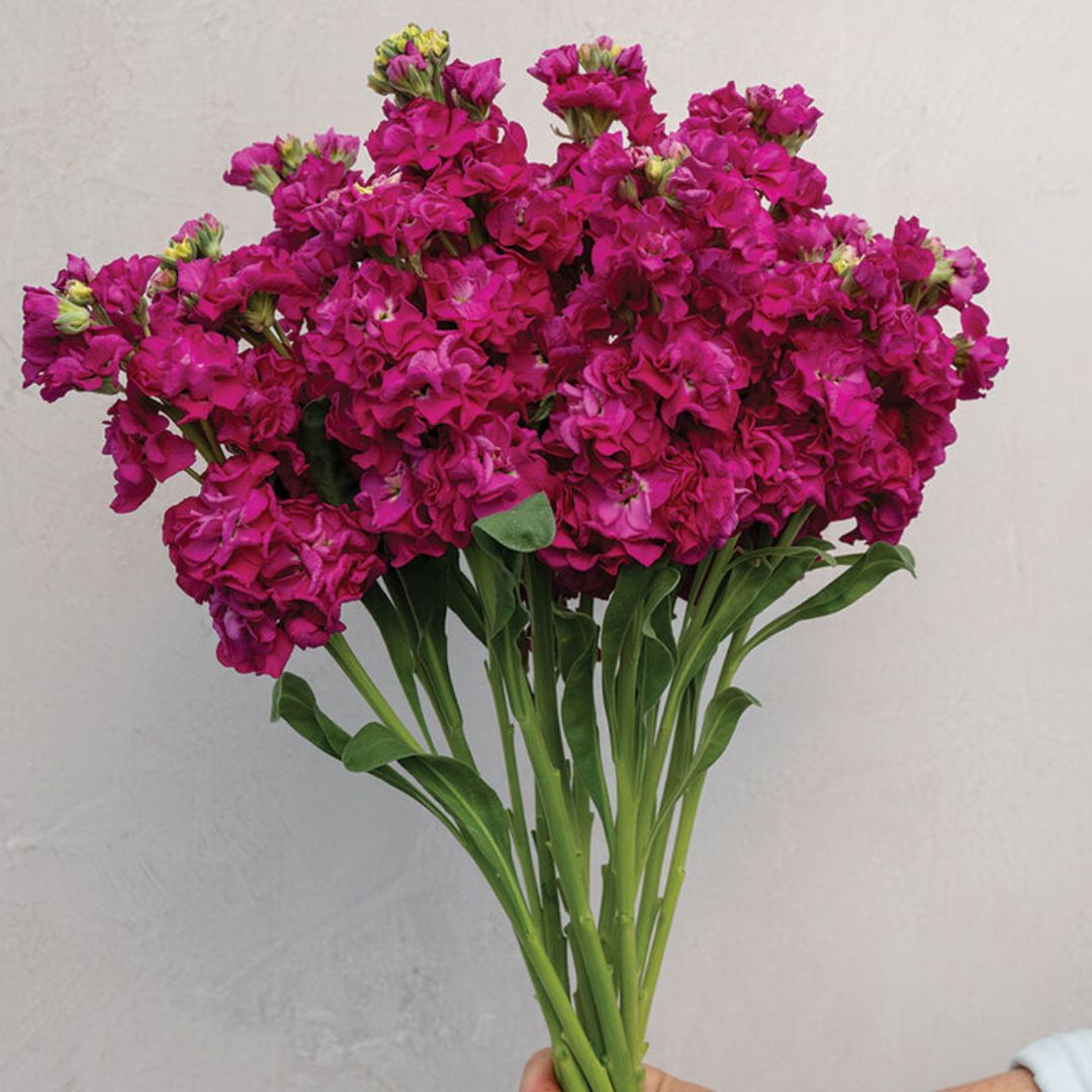 Stock Seeds - Stox Deep Rose