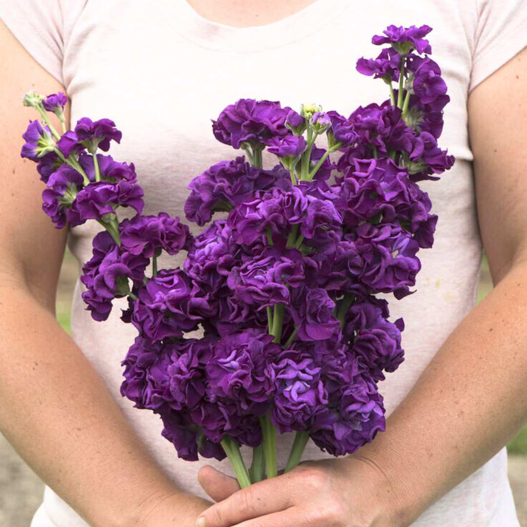 Stock Seeds - Iron Purple