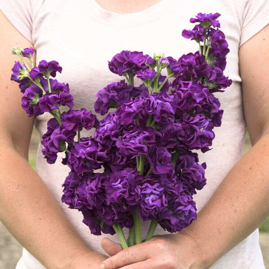 Stock Seeds - Iron Purple