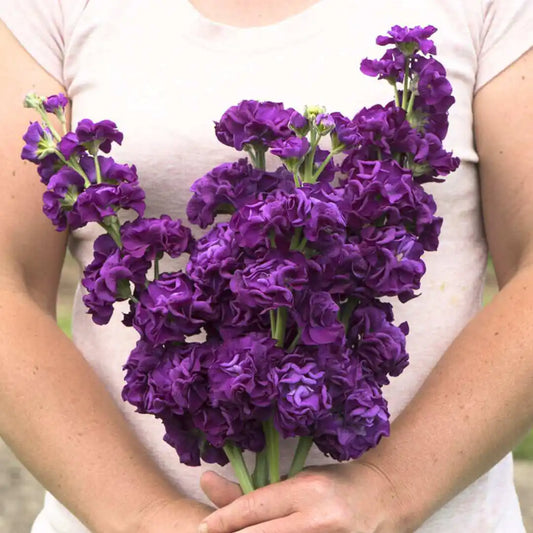 Stock Seeds - Iron Purple
