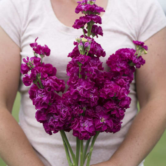 Stock Seeds - Iron Rose