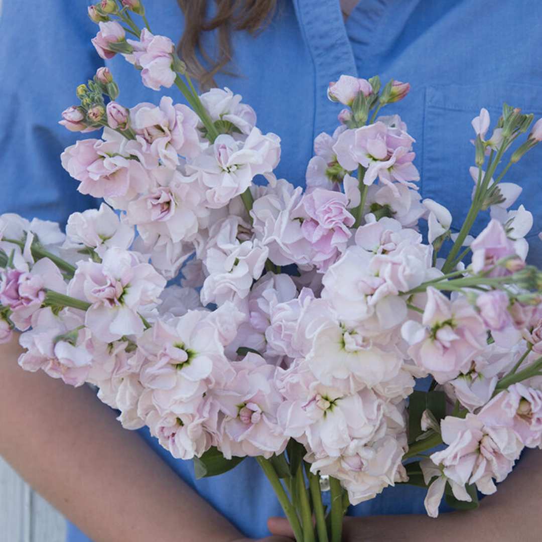 Stock Seeds - Katz Cherry Blossom