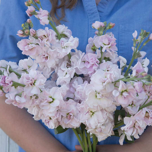 Stock Seeds - Katz Cherry Blossom