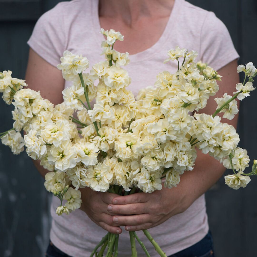 Stock Seeds - Katz Yellow
