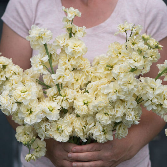 Stock Seeds - Katz Yellow