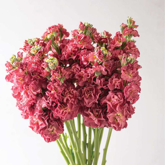Stock Seeds - Vintage Brown