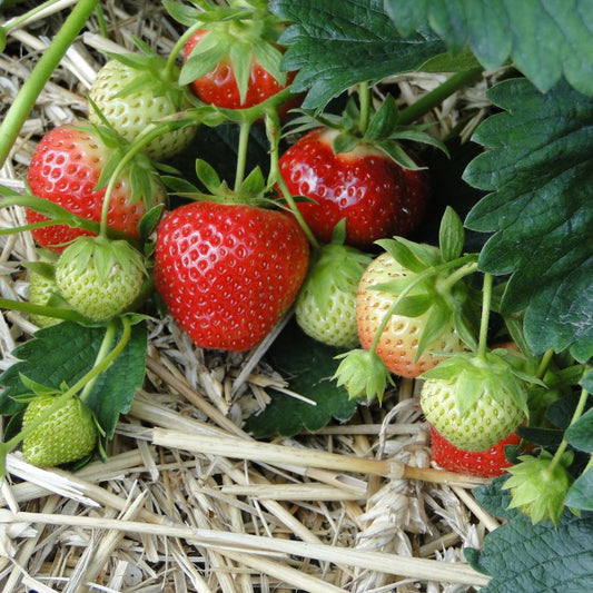 Strawberry - Fresca