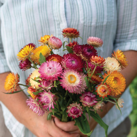 Strawflower Seeds - Choice Mix