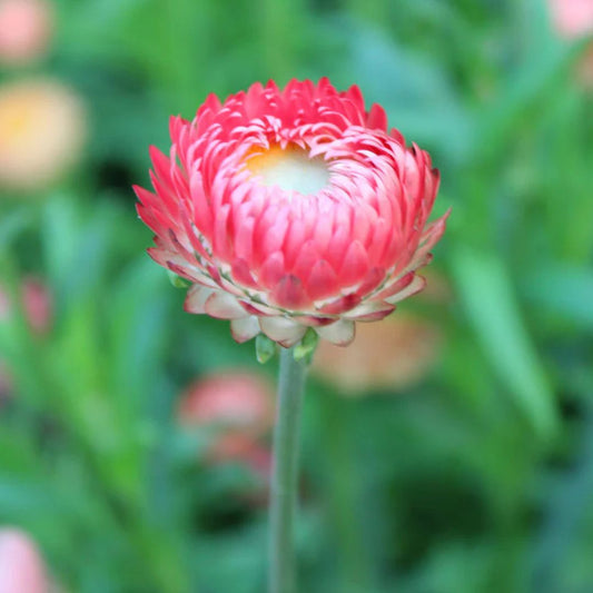 Strawflower - Swiss Giant Apricot Salmon