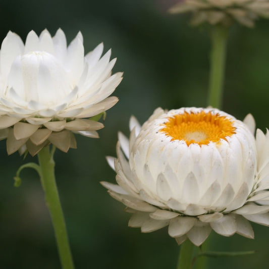 Strawflower Seeds - Swiss Giant White