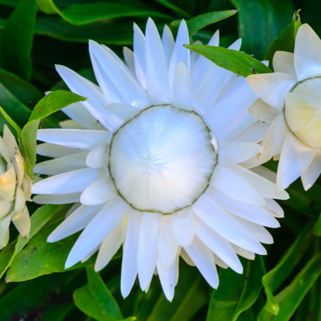 Strawflower Seeds - Swiss Giant White