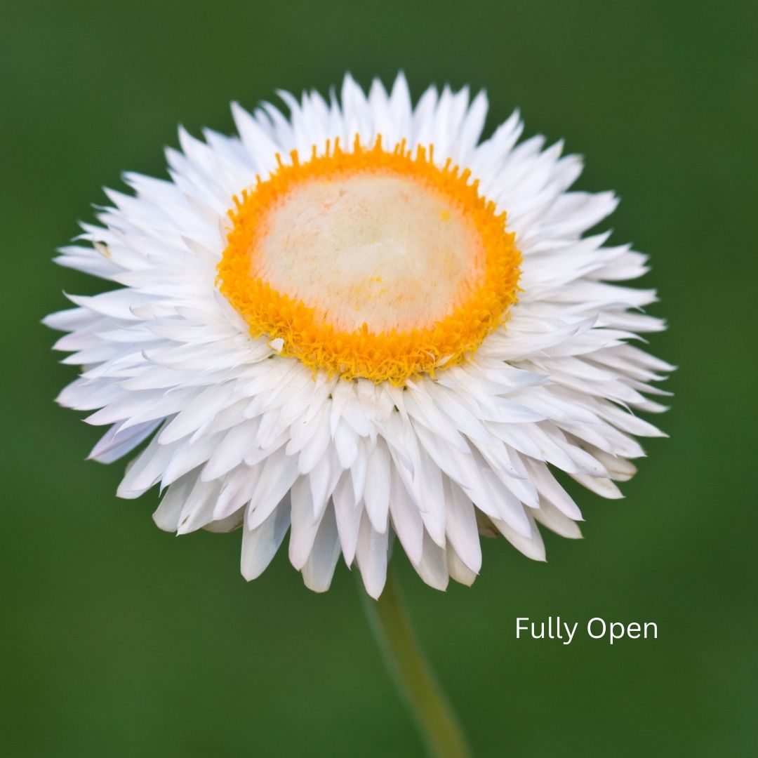 Strawflower Seeds - Swiss Giant White