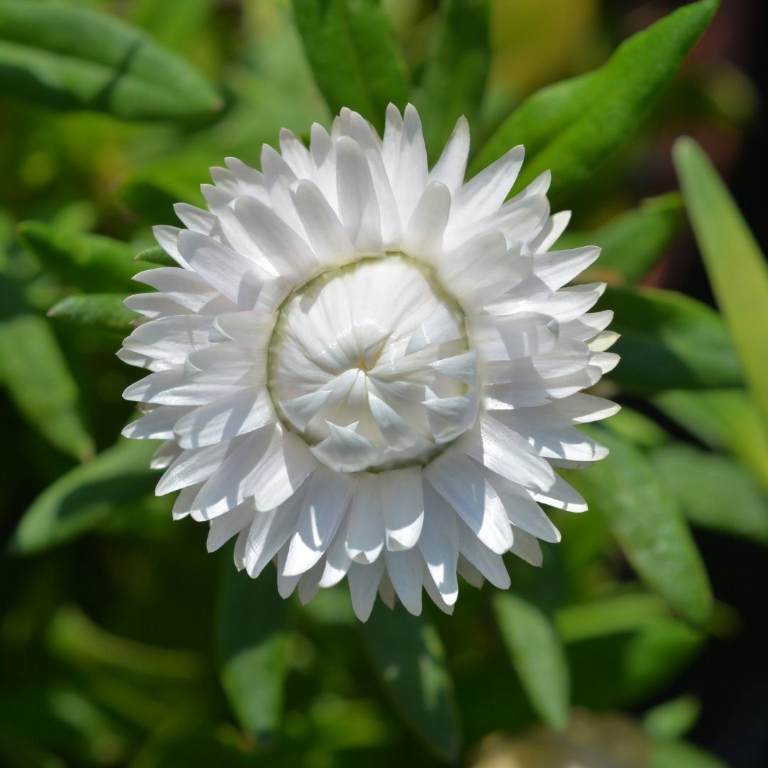 Strawflower Seeds - Swiss Giant White