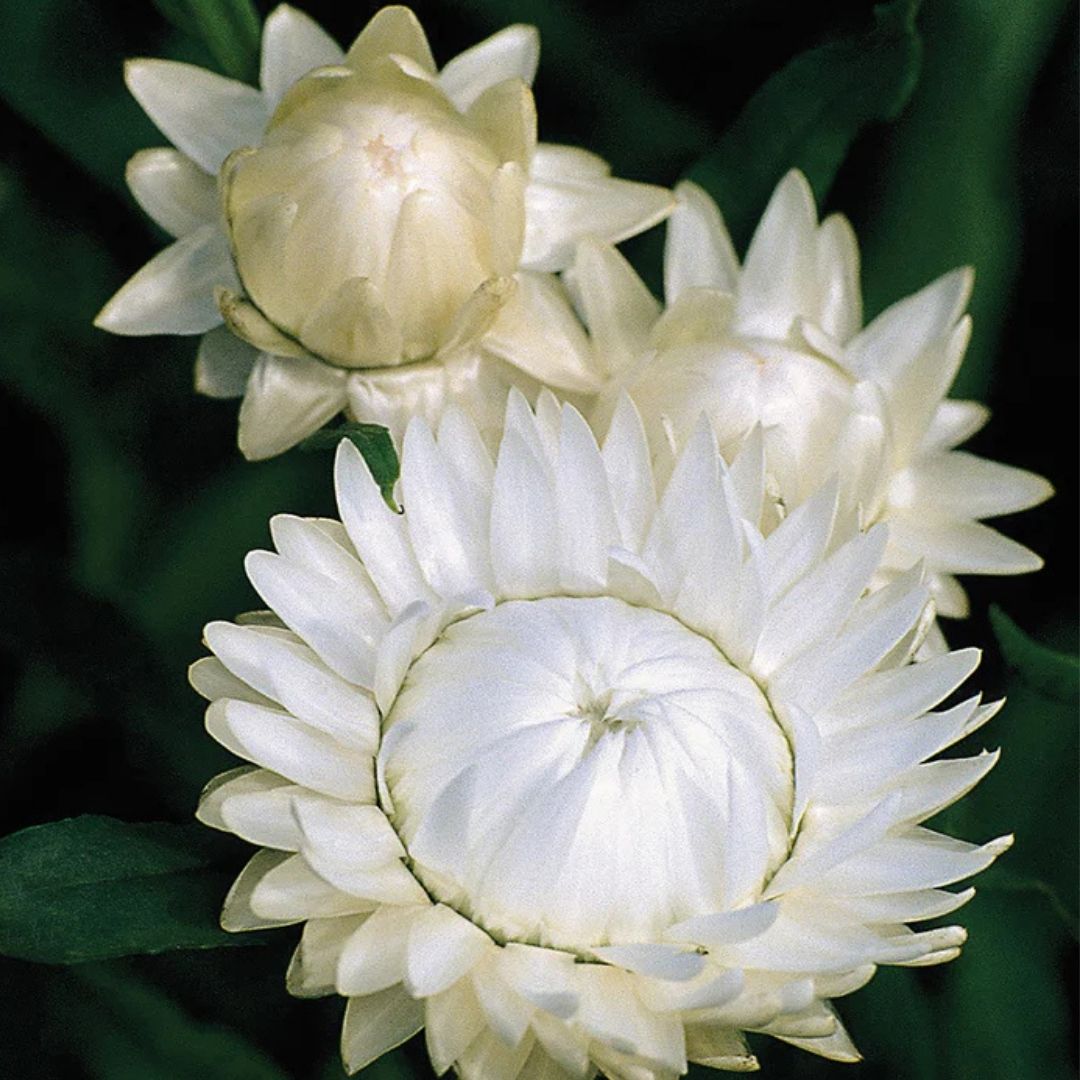 Strawflower Seeds - Swiss Giant White