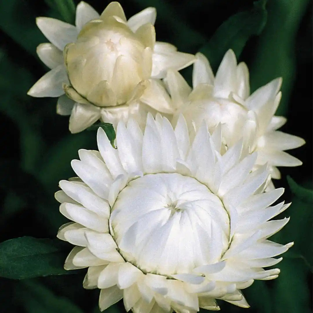 Strawflower Seeds - Swiss Giant White