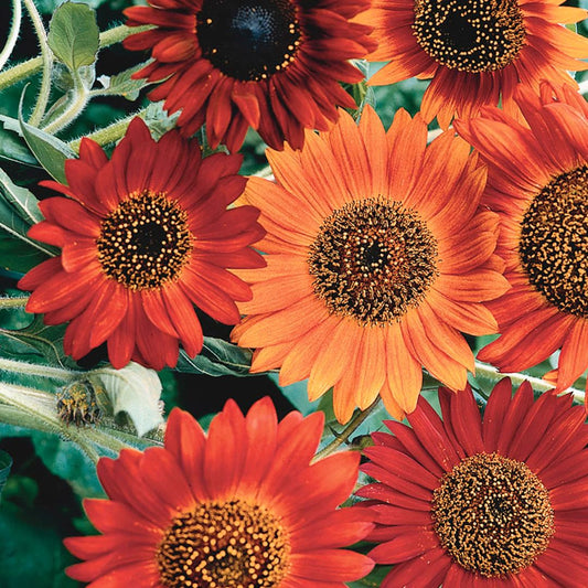 Sunflower - Earthwalker